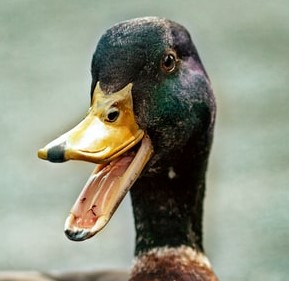 ross-sokolovski-kCZSzqvIei4-unsplash